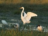 Africa 231 : Africa, Animal, Bird, Botswana, Greater White Egret, Mombo, Okavango, Sacred Ibis